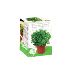 Kit Plante Aromatice Patrunjel Frunza Neteda