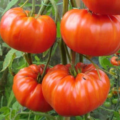 Seminte de tomate Gigant Rosu, 0.3 grame FLORIAN