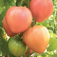 Seminte de tomate Inima de Bivol roz, 0.2 grame FLORIAN