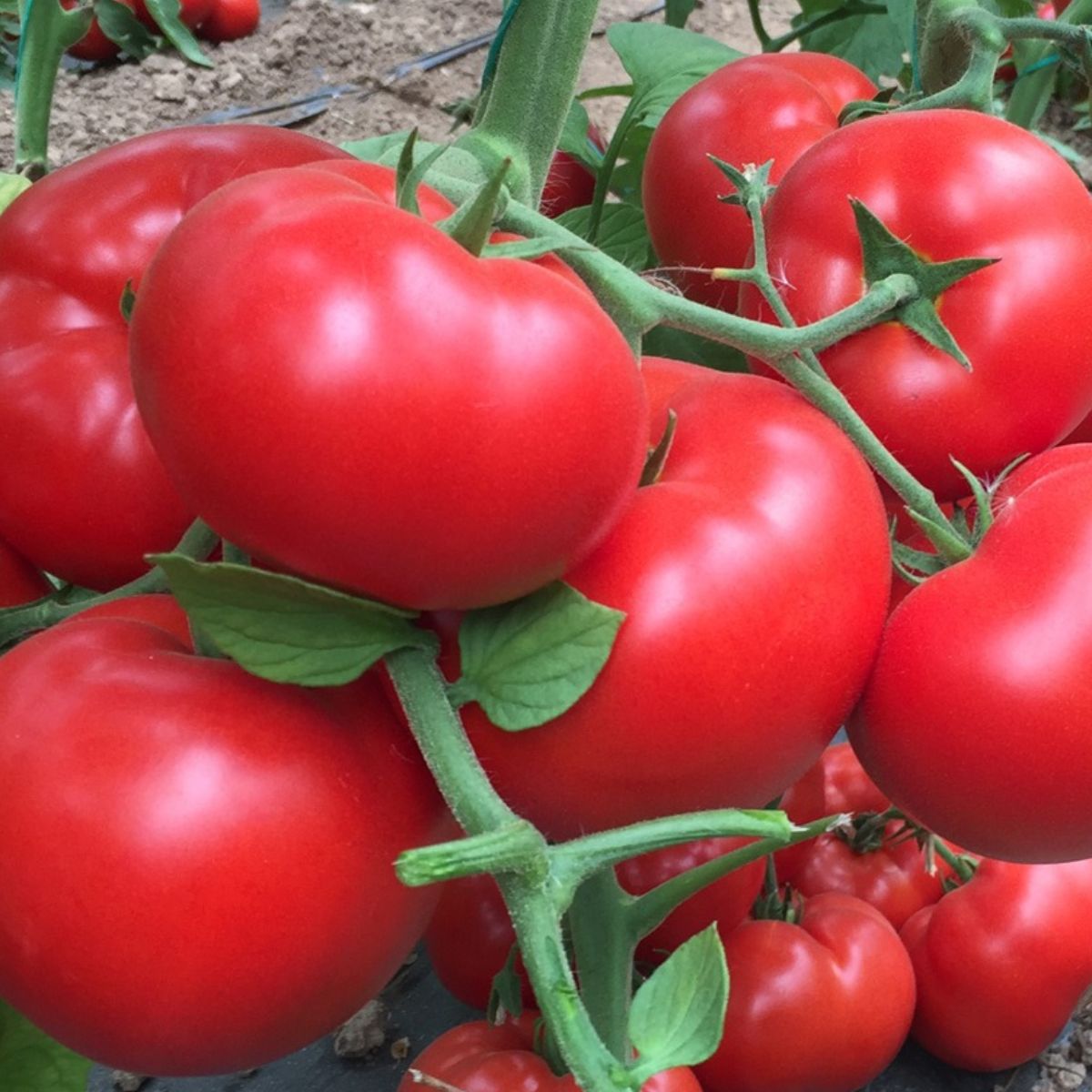 Seminte de tomate Matissimo F1, 100 seminte, 1, hectarul.ro
