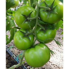 Seminte de tomate Matissimo F1, 100 seminte