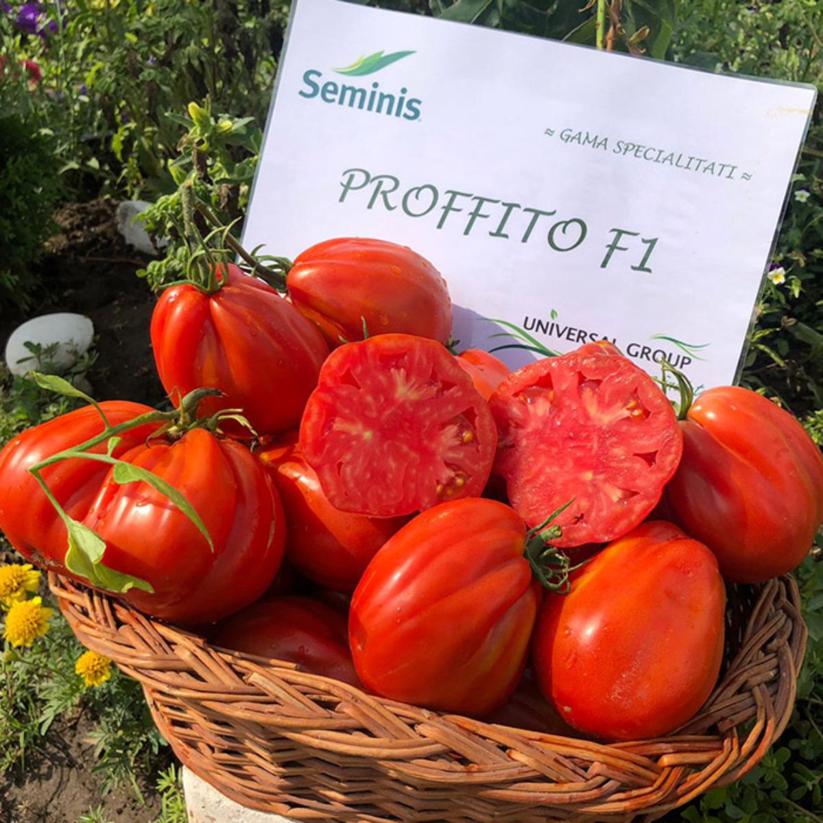 Seminte de tomate Profitto F1, 100 seminte, 1, hectarul.ro