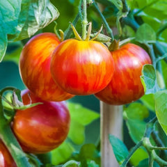 Seminte de tomate Tigerella, 0.5 grame FLORIAN
