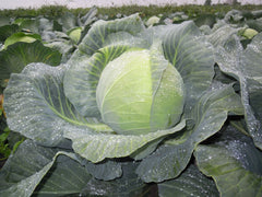 Seminte Varza New York F1 - 1.000 sem, HEKTAR SEEDS