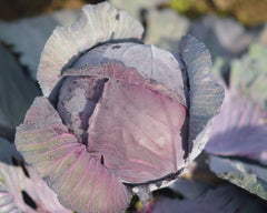 Seminte Varza Red Wizard F1 - 2.500 sem, HEKTAR SEEDS